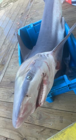 4hr Shark fishing