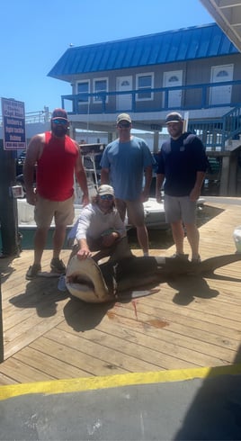 4hr Shark fishing