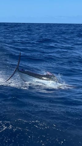 Big Bites in Blue Marlin Alley