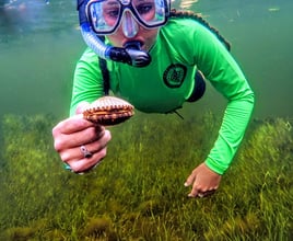 Scalloping in Apalachee Bay, FL (6 hrs)