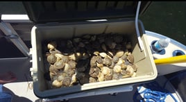 Scalloping in Apalachee Bay, FL (6 hrs)