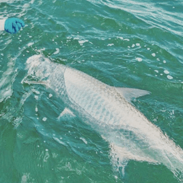 Tarpon Fishing