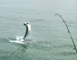 Tarpon Fishing