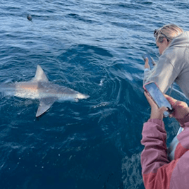 Action-Packed Shark Chase