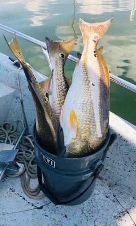 Calaveras Lake Freshwater Reds