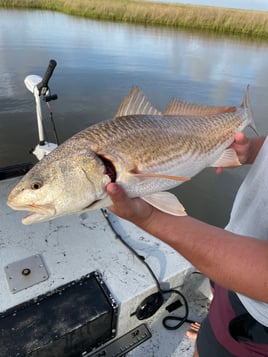 Redfish Fishing in Freeport, Texas