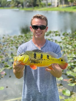 Shoreline Peacock Bass Fishing Charter