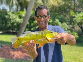 Shoreline Peacock Bass Fishing