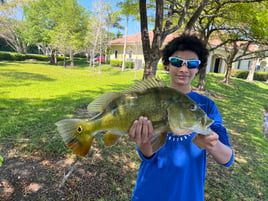 Shoreline Peacock Bass Fishing