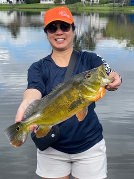 Shoreline Peacock Bass Fishing