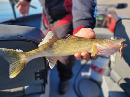 Walleye, Shad, and Sturgeon Trip