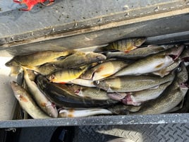 Walleye, Shad, and Sturgeon Trip