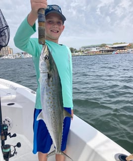 Inshore Gulf Fishing Frenzy