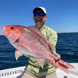 Inshore Gulf Fishing Frenzy