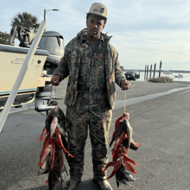 Black Seabass, Vermillion Snapper Fishing in St. Marys, Georgia