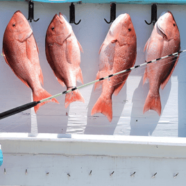 8Hr Deep Sea Snapper Trip