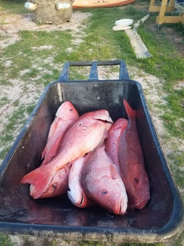 Deep Sea Snapper Trip