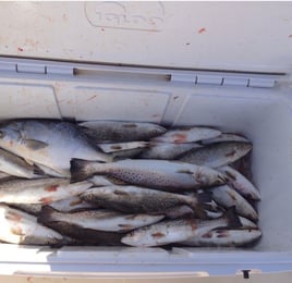 4 hr bayfishing trip