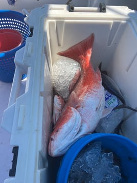 6 hour bottom fishing trip