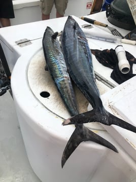 6 hour bottom fishing trip