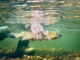 Sequoia National Forest Fly Fishing