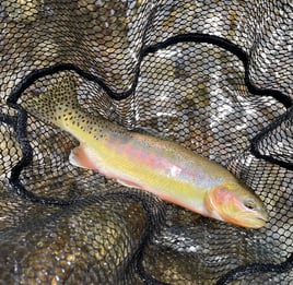 Sequoia National Forest Fly Fishing