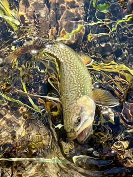 Sequoia National Forest Fly Fishing