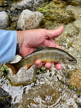 Sequoia National Forest Fly Fishing