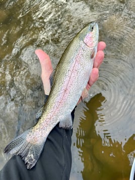 Sequoia National Forest Fly Fishing