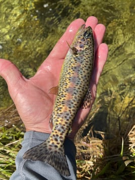 Sequoia National Forest Fly Fishing