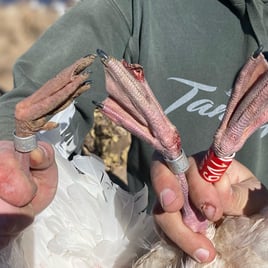 West Texas Plains Goose Hunting