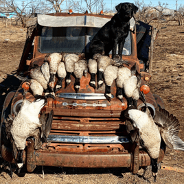 West Texas Plains Goose Hunting