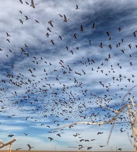 West Texas Plains Goose Hunting