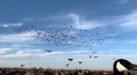 West Texas Plains Goose Hunting