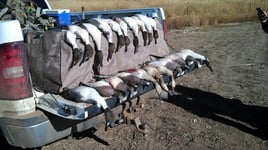 High Plains Duck Hunts