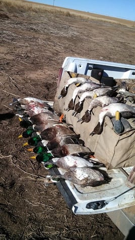 High Plains Duck Hunts