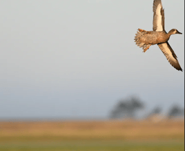 High Plains Duck Hunts