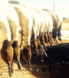 High Plains Duck Hunts