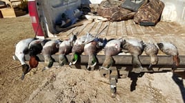 High Plains Duck Hunts