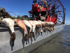 Airboat Duck Hunts