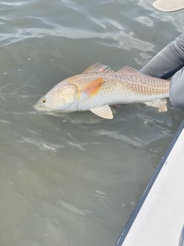 Fly Fishing East & West Matagorda Bay