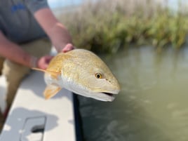 Fly Fishing East & West Matagorda Bay