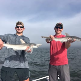 Tampa Bay Sharkfest - 25' Sportsman