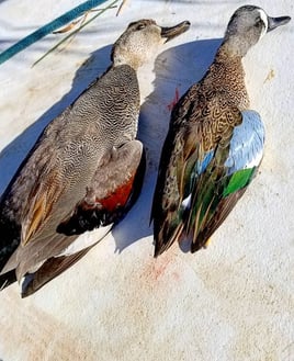 Lousiana Duck Hunts