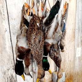 Lousiana Duck Hunts