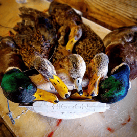 All-inclusive Duck Hunts