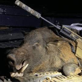 Texas Hog Harvest