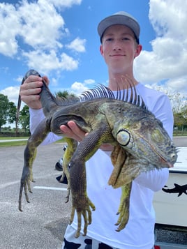 Iguana Hunting in Plantation, Florida