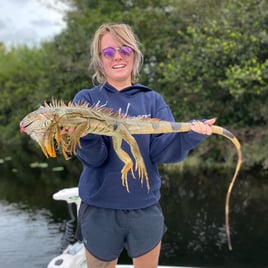 Iguana Fishing in Plantation, Florida