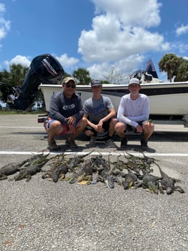 Iguana Hunting in Plantation, Florida